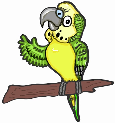 Budgie Parakeet